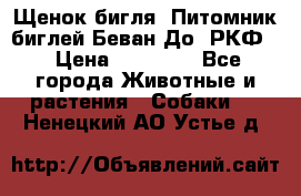 Щенок бигля. Питомник биглей Беван-До (РКФ) › Цена ­ 20 000 - Все города Животные и растения » Собаки   . Ненецкий АО,Устье д.